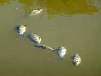 Bild: Der Parkteich Sondershausen