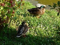 Bild: Der Parkteich Sondershausen