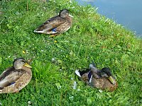 Bild: Der Parkteich Sondershausen