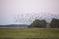 Bild: Zugv&ouml;gel erleben
