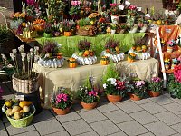 Bild: Zwiebeln &uuml;ber Zwiebeln