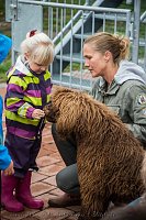 Bild: Therapiehunde unterwegs