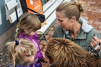Bild: Therapiehunde unterwegs