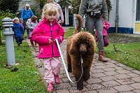 Bild: Therapiehunde unterwegs