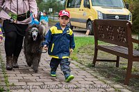 Bild: Therapiehunde unterwegs