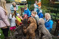 Bild: Therapiehunde unterwegs
