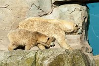 Besuch im Zoo am Meer Bild: Besuch im Zoo am Meer