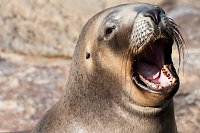 Besuch im Zoo am Meer Bild: Besuch im Zoo am Meer