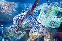 Besuch im Zoo am Meer Bild: Besuch im Zoo am Meer