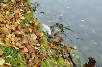 Fischsterben geht weiter! Bild: Fischsterben geht weiter!