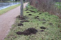 Bild: Maulwurfsinvasion im Schlosspark Sondershausen?