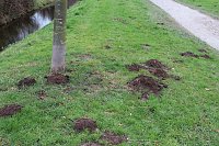 Bild: Maulwurfsinvasion im Schlosspark Sondershausen?