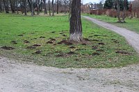 Bild: Maulwurfsinvasion im Schlosspark Sondershausen?