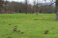Bild: Maulwurfsinvasion im Schlosspark Sondershausen?