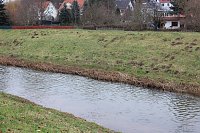 Bild: Maulwurfsinvasion im Schlosspark Sondershausen?