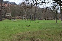 Bild: Maulwurfsinvasion im Schlosspark Sondershausen?