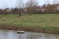 Bild: Maulwurfsinvasion im Schlosspark Sondershausen?