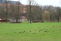 Bild: Maulwurfsinvasion im Schlosspark Sondershausen?