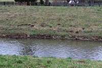 Bild: Maulwurfsinvasion im Schlosspark Sondershausen?