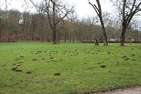 Bild: Maulwurfsinvasion im Schlosspark Sondershausen?