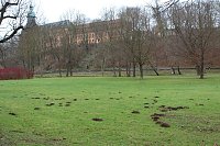 Bild: Maulwurfsinvasion im Schlosspark Sondershausen?