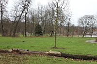 Bild: Maulwurfsinvasion im Schlosspark Sondershausen?