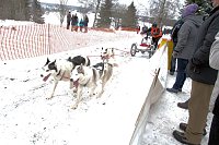 Bild: Schlittenhunderennen in Benneckenstein