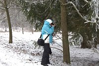 Bild: Schlittenhunderennen in Benneckenstein