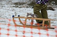 Bild: Schlittenhunderennen in Benneckenstein