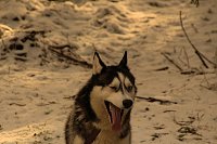 Bild: Schlittenhunderennen in Benneckenstein