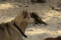 Bild: Schlittenhunderennen in Benneckenstein