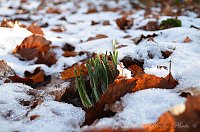 Bild: Winter in Greu&szlig;en