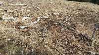 Bild: Fr&uuml;hlingsspaziergang der "besonderen Art"