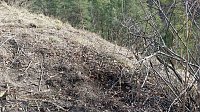 Bild: Fr&uuml;hlingsspaziergang der "besonderen Art"