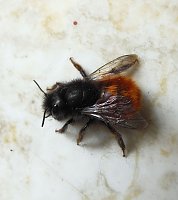 Bild: Besuch eines Fr&uuml;hlingsboten: Steinhummel