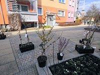 Bild: Ostermarkt in Sondershausen