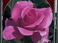 Bild: Saisoner&ouml;ffnung im Sangerh&auml;user Rosarium