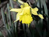 Bild: Saisoner&ouml;ffnung im Sangerh&auml;user Rosarium