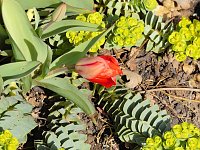 Bild: Saisoner&ouml;ffnung im Sangerh&auml;user Rosarium