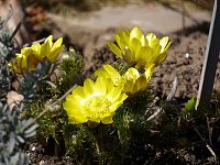 Bild: Saisoner&ouml;ffnung im Sangerh&auml;user Rosarium