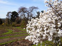 Bild: Saisoner&ouml;ffnung im Sangerh&auml;user Rosarium