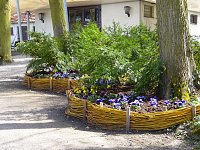 Bild: Saisoner&ouml;ffnung im Sangerh&auml;user Rosarium