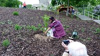 Fliederbaum an neuem Ort gepflanzt Bild: Fliederbaum an neuem Ort gepflanzt
