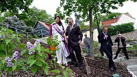 Fliederbaum an neuem Ort gepflanzt Bild: Fliederbaum an neuem Ort gepflanzt