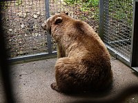 Bärin Conny zieht nach Worbis Bild: Bärin Conny zieht nach Worbis