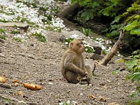 Besuch im Affenwald Bild: Besuch im Affenwald