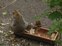 Besuch im Affenwald Bild: Besuch im Affenwald