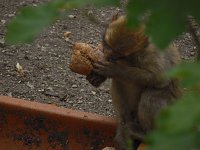 Besuch im Affenwald Bild: Besuch im Affenwald