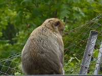 Besuch im Affenwald Bild: Besuch im Affenwald