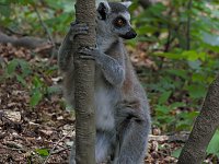 Besuch im Affenwald Bild: Besuch im Affenwald